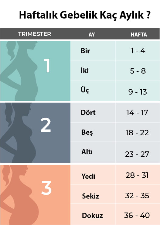 hafta hafta gebelik