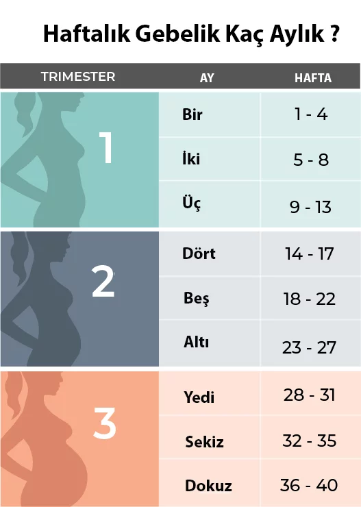 hafta hafta gebelik