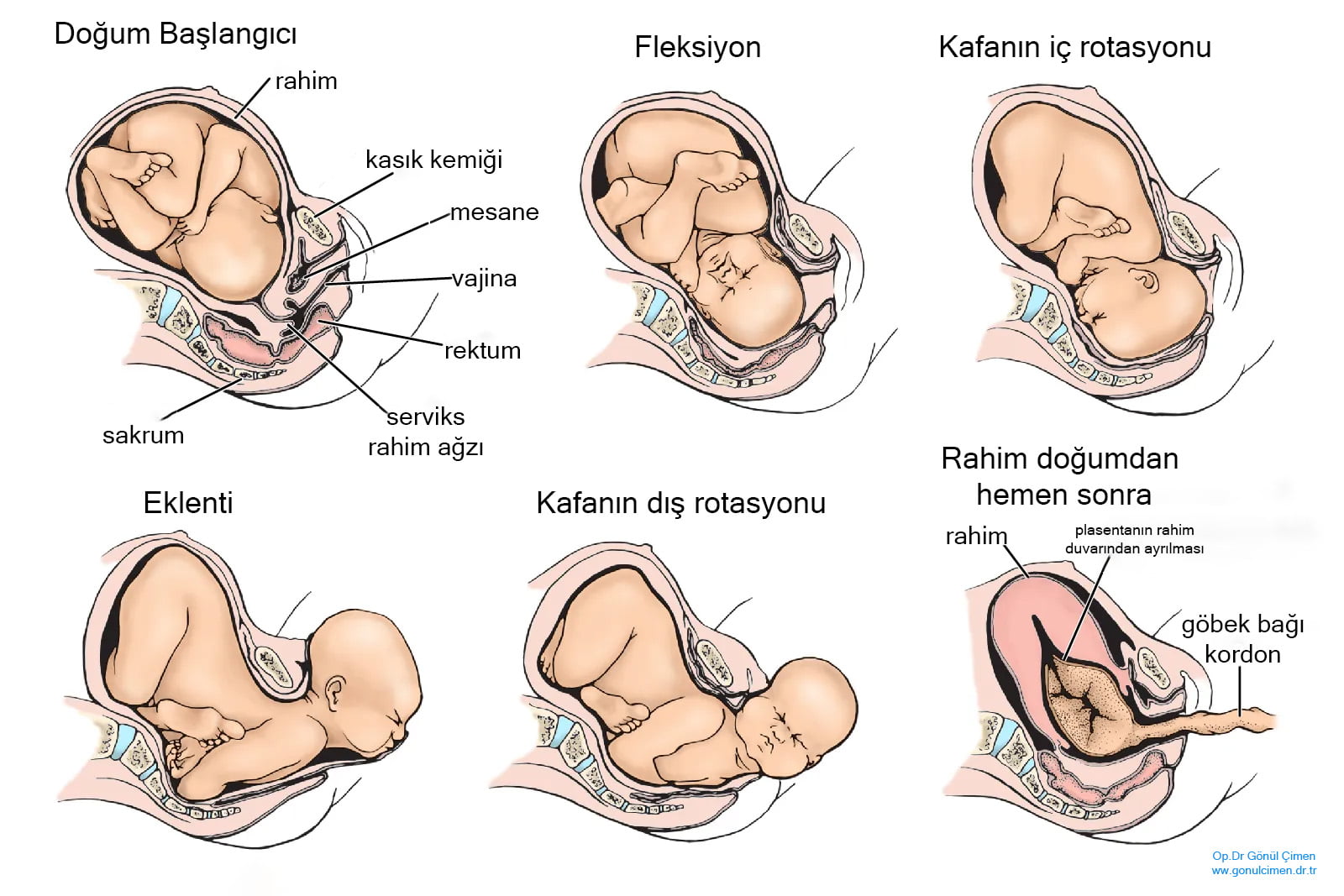 dogum normal doğum ve doğum aşamaları